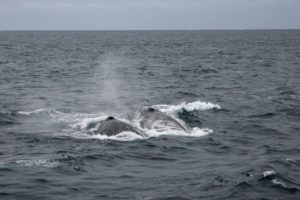 Whale Watching Augusta - Tuesday 1 July 2018