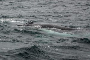 Whale Watching Augusta - Tuesday 1 July 2018