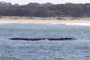 Whale Watching Augusta July 24 2018 -2