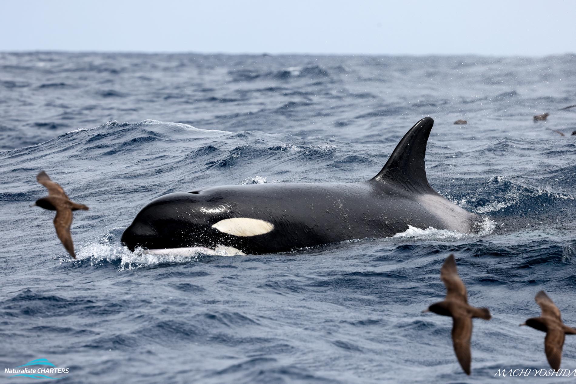 Question and answers: orca killer whales