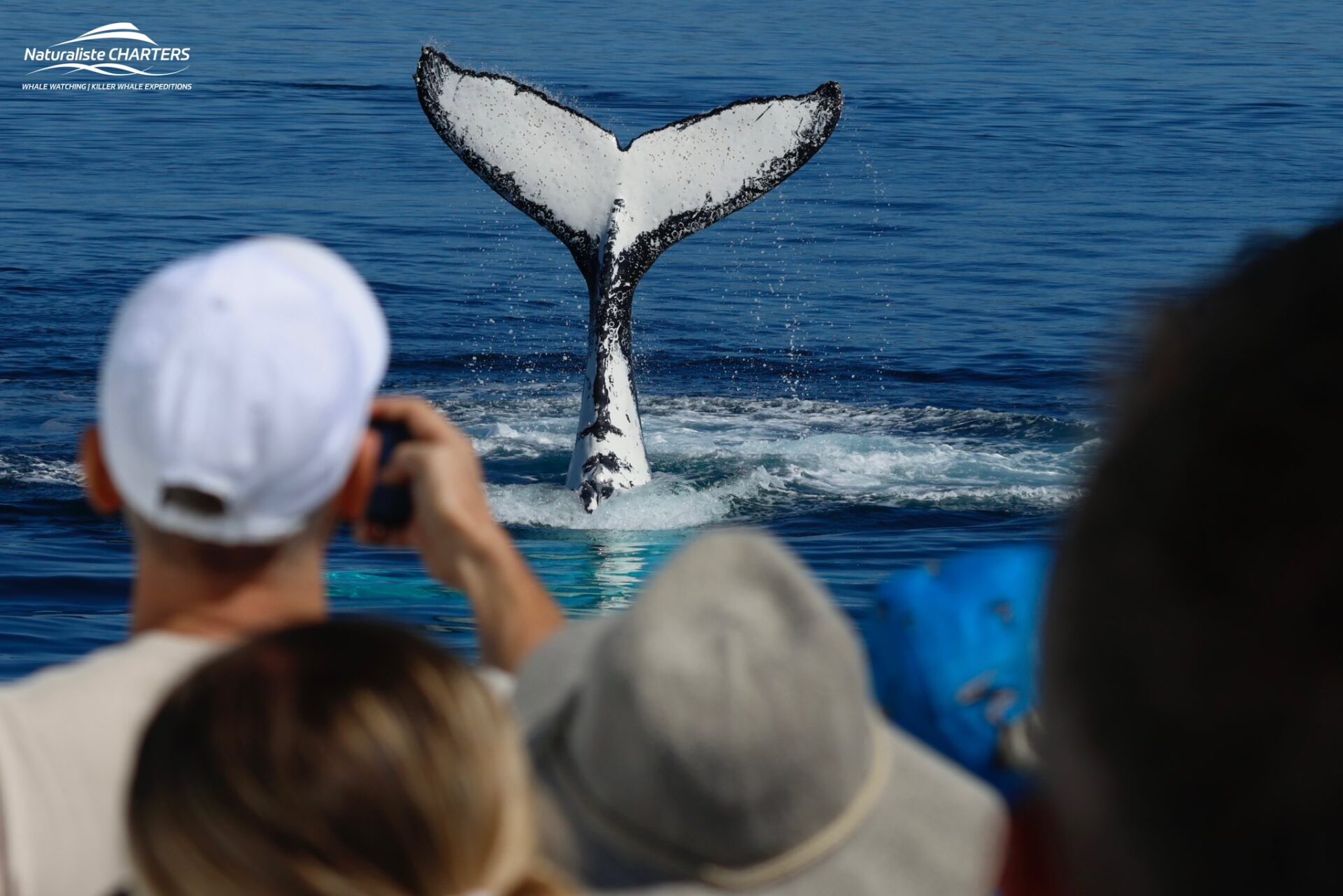 A humpback whale tail lob during a Naturaliste Charters whale watching tour Dunsborough
