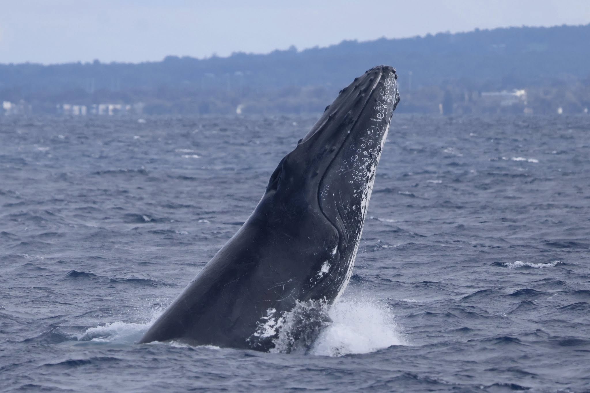 A humpback whale breaches, eyeing the Alison Maree during a whale watching tour in Dunsborough WA
